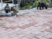 amerikan akita köpeği