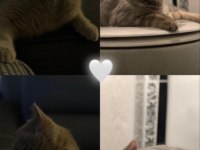 British shorthair yavru bebekler