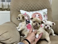 Kalite chihuahua tesadüf değildir