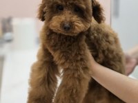 Teddy Face Red Toy Poodle