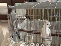 1 yaşında takım vf albino yavru veren sultan papağanı