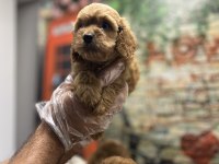 Red- Red Brown Maltipoo Yavrularımız @petclubadanaa
