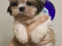 Ev Ortamında Büyüyen Safkan Shih Tzu Yavruları