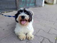 Terrier Dişi