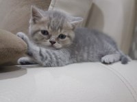 british shorthair kedisi