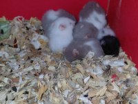 Hamster yavrular