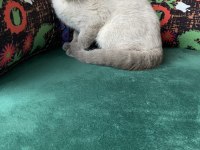 Blue point yavru british shorthair