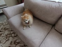 4 Aylık dişi eğitimli adı şila spitz