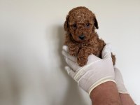 Referans Yavru Toy Poodle