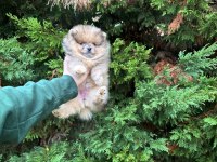 Pomeranian leopard rengi