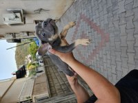 Premium Kalite French Bulldog Yavruları