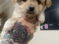 Bebişlerim kore anne kore babadan olma safkan maltipoo