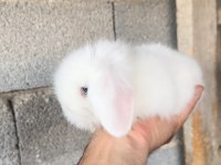 Mavi göz Hollanda lop tavşanı
