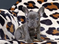 %100 IRK GARANTİLİ FRANSIZ BULLDOG YAVRULARI