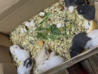 Hamsterlarda asla ısırma yok 1 aylık sevmelik arayınız