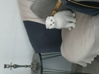Sevimli Scottish Fold Kedicikler