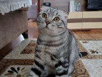Duman bir buçuk yaşında erkek scottish fold