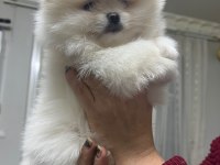 2 aylık dişi erkek pomeranian boo