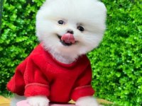 ANKARANIN EN GÜZEL POMERANİAN BOO YAVRULARI