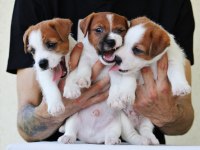 FCI Şecereli, Kayıtlı, Şampiyon Soydan Jack Russell