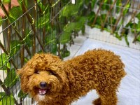 Poodle Erkek