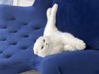 Scottish fold dişi kedimize yuva arıyoruz