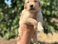 Golden retriever köpeği minnoşlar