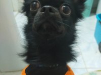 1.5 yaşındaki chihuahua oğlumuza eş arıyoruz