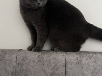 British shorthair kedisi
