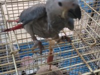 Bebek jako papağanı açıklamayı okumadan aramayın takas olur