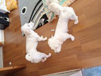 Orijinal Malta Maltese terrier yavrular