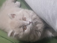uzun saçlı british longhair