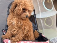 BEBEK ARABASI ÜCRETSİZ TOY POODLE