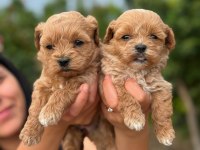 Korea Teacup Maltipoo Bebekleirmiz