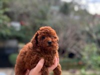 Red brown toy poodle ERKEK BEBEKLERİMİZ
