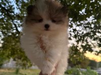 Pomeranian Boo