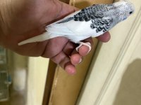 29 GÜNLÜK KONUŞTURMALIK MUHABBET KUŞU BEBEK