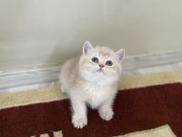 2 aylık bebek kediler teslime hazır