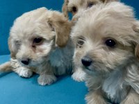 MİNİK MALTİPOO YAVRULAR İÇİN ULAŞABİLİRSİNİZ