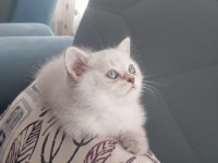 Blue point orjinal british shorthair prenses