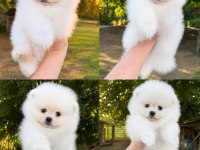 Sağlık Ve Irk Garantili Pomeranian