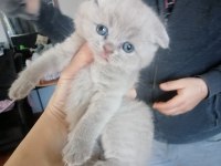 Scottish fold yavru antalya