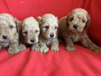Maltipoo yavrularım yeni yuvasını bekliyor