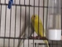 Cennet, Sevda, Muhabbet, Kanarya, Goldenfinch,Kayseri Merkez