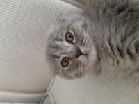 Acil sahiplendirme scottish fold