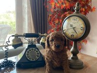 EV ORTAMINDAN RED BROWN TAM TOY POODLE BEBEKLER