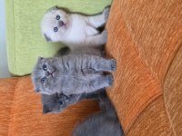 A kalite scottish fold yavrular