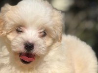 Sevimli maltipoo yavrular