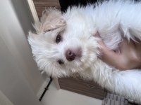 3 AYLIK POODLE