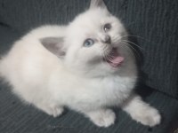 Minik kediler